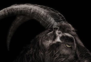 Episode 128 - My Father, The Goat