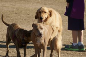 Episode 174 - Fuck The Dog (w/ Kristi DeMeester)