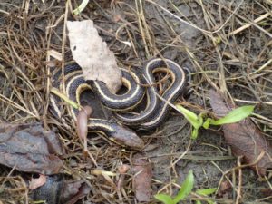 Episode 174 - Snake Heads (w/ Kristi DeMeester)
