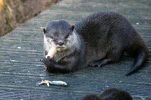 Episode 231 - I Have An Otter Story (w/ Gwendolyn Kiste)